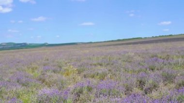 Ukrayna 'daki lavanta tarlası fotografları Yazın öğleden sonra Güzel mor