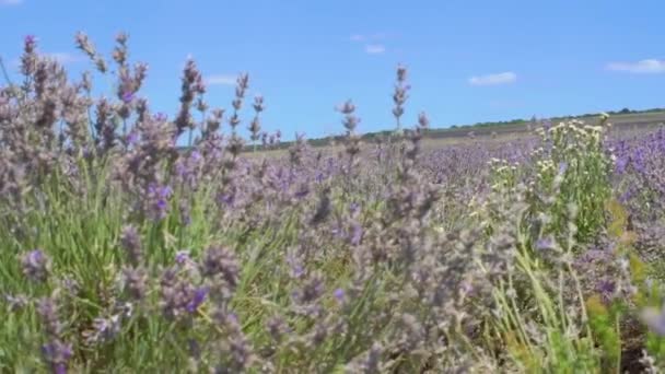 Lavendel doos ansichtkaart in Spanje Foto Wallpaper Summer Beautiful Lilac — Stockvideo