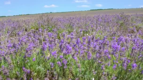 Lavendel fält vykort i Spanien fotomuraler sommar vid soluppgången Vacker lila — Stockvideo