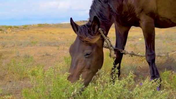 Лошадь ест траву на поле коричневого жеребца, летним днем, пародирует — стоковое видео