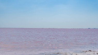Pembe tuz, deniz tuzu, mikroskobik tek hücreli alglerden yaratılan, yaz aylarında bakteriler tarafından yetiştirilen betacaratin mineralleri salgılar.