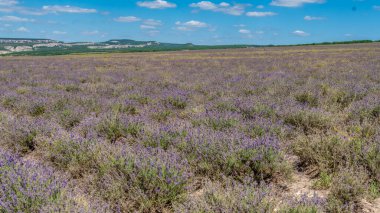 Lavanta alanı renk düzeltmesi olmadan gerçektir