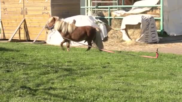 Koń kucyk czeka na właściciela i chodzi w kółko po zielonym trawniku w letni dzień — Wideo stockowe