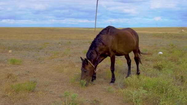 Hesten spiser græs på en eng af brun om sommeren, parodie smukke, nær gården – Stock-video