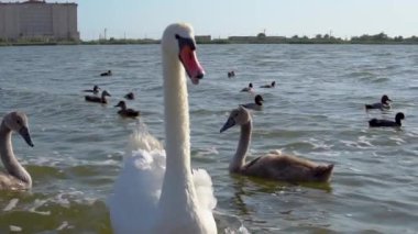 Swan ve çocukları gölde yüzüyorlar.