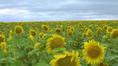 Güçlü rüzgarlar altında sarı ayçiçeği tarlası mavi gökyüzüne doğru ilerliyor.
