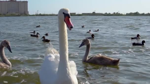 Swan and his children swim on the lake slowed down — Stock Video