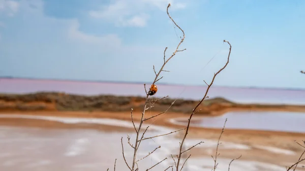 Pink salt, landscape sea salt, made from microscopic unicellular algae secretes betacaratin minerals grown by bacteria in summer