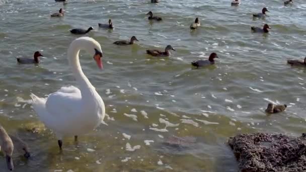 Angsa adalah langkah yang indah di atas air, di sekitar anak ayam kecil makan dan berenang di danau itu putih, mereka abu-abu — Stok Video