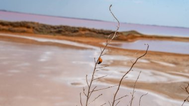 Pembe tuz, deniz tuzu, mikroskobik tek hücreli alglerden yapılır bakteri ışığı tarafından yetiştirilen betacaratin mineralleri salgılar.