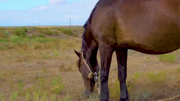 Un cheval mange de l'herbe dans une prairie avec un horizon bleu ciel — Video