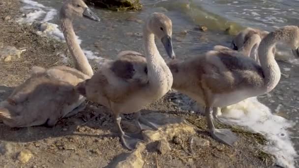 I cigni delle oche mangiano nell'acqua avanzi di cibo su un lago vicino alle tre del pomeriggio — Video Stock