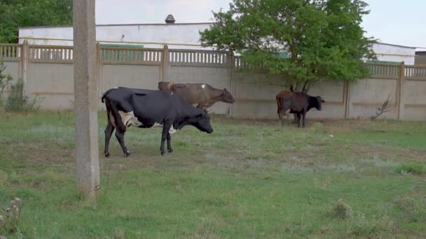 Yağmurdaki inekler kuyruklarını sallıyor, gri çayırda, bulutlu. — Stok video