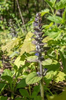 Yeşil bir ormanda yetişen muscat adaçayı, bulanık yeşil bir ormanın arka planında hoş bir koku yayar..
