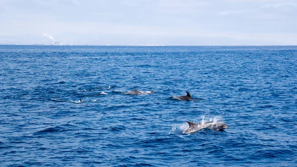 Delfines Juguetones Nadando Aguas Abiertas Cerca Costa Ventura Sur California — Foto de Stock