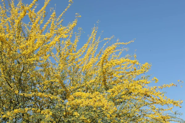 Amarillo Palo Verde Fabaceae Parkinsonia Microphyllum Arizona State Tree — Foto de Stock