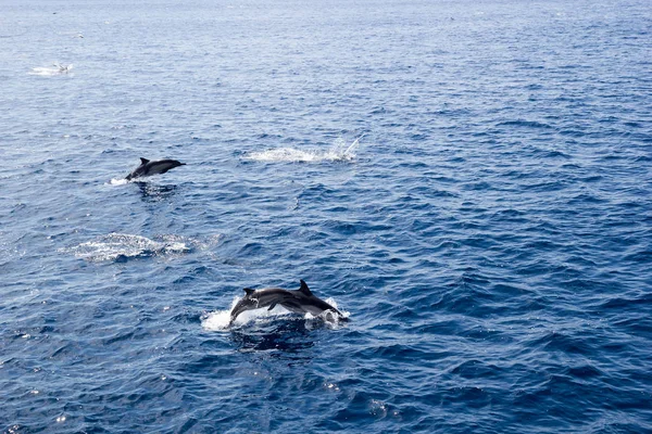 Playful Dolphins Accelerating Jumping Out Ocean Water Southern California — Stock Photo, Image