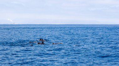 Ventura kıyısından, Güney Kaliforniya açık okyanus sularında yüzme oynak yunus aile