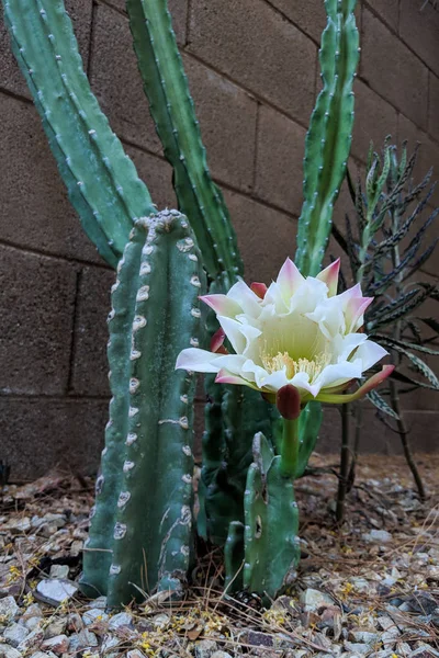 Nacht Blühende Blume Des Cereus Kaktus Steht Vor Der Schließung — Stockfoto