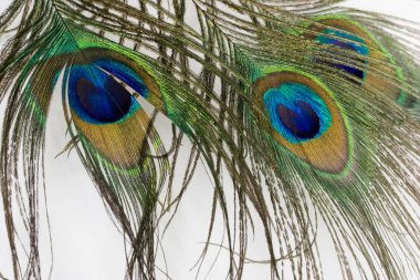 Tavus kuşu tüyü; Aşırı kapat; tüm doğal