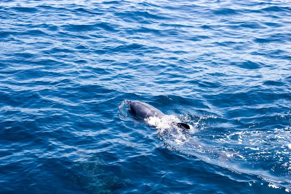 Дельфин Плавает Открытых Океанских Водах Около Побережья Вентуры Южная Калифорния — стоковое фото