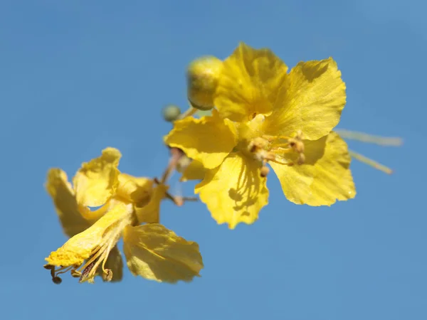 Palo Verde Galben Fabaceae Parkinsonia Microphyllum Arizona State Tre — Fotografie, imagine de stoc