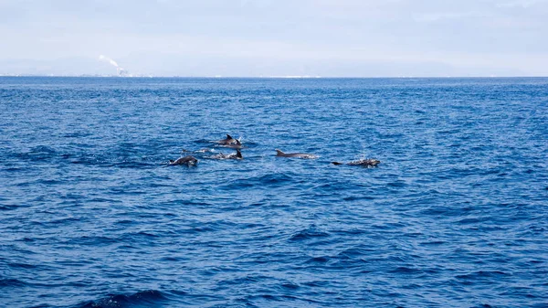 Delfines Juguetones Nadando Aguas Abiertas Cerca Costa Ventura Sur California — Foto de Stock