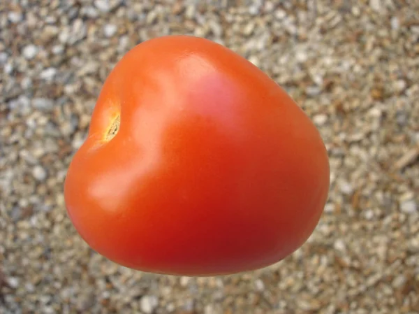Μικρό Κόκκινο Ρόμα Ντομάτα — Φωτογραφία Αρχείου
