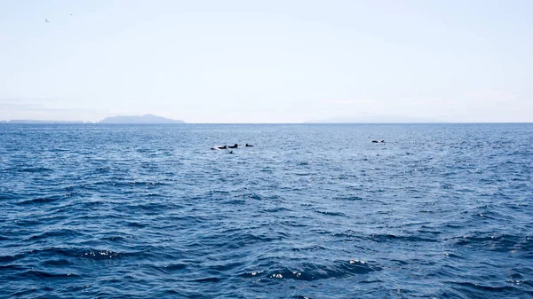 Golfinhos Brincalhões Nadando Águas Oceânicas Perto Das Ilhas Canal Sul — Fotografia de Stock