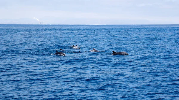 Delfines Juguetones Nadando Aguas Abiertas Cerca Costa Ventura Sur California — Foto de Stock