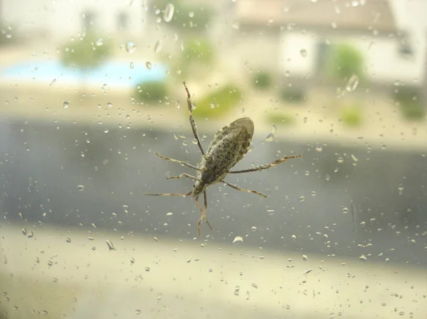 Käfer Sitzt Bei Regen Auf Fensterscheibe — Stockfoto