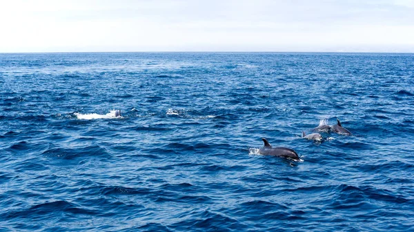 Golfinhos Brincalhões Nadando Águas Mar Aberto Perto Costa Ventura Sul — Fotografia de Stock
