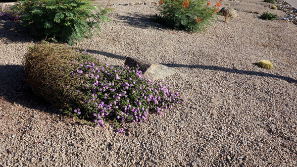 Xeriscaping with native desert drought tolerant succulents and cacti  in the streets of capital Arizona city of Phoenix