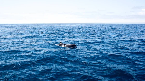 Delfines Juguetones Nadando Aguas Abiertas Cerca Costa Ventura Sur California — Foto de Stock