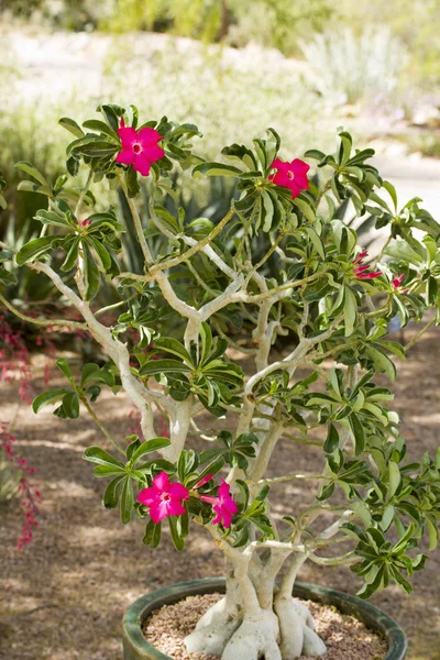Desert Rose Adenium Tiene Flores Coloridas Caudice Gruesa Inusual Que — Foto de Stock