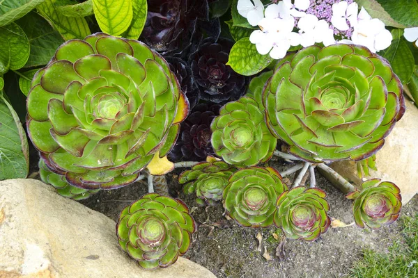 Nedvdús Növény Echeveria Poloska California Hotel Park — Stock Fotó