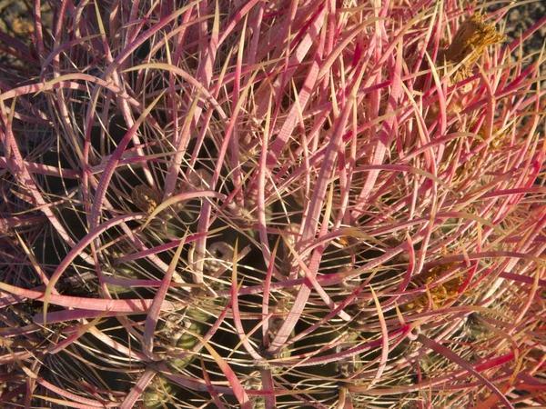 Arizona Southwestern Desert Native Fishhook Barrel Cactus Top Thorns Close — Stock Photo, Image