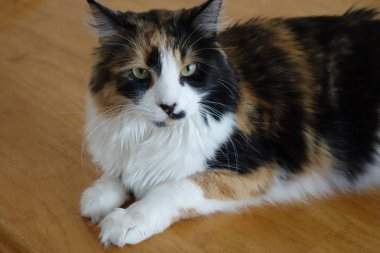 Özenli kedi efendisinin izlerken