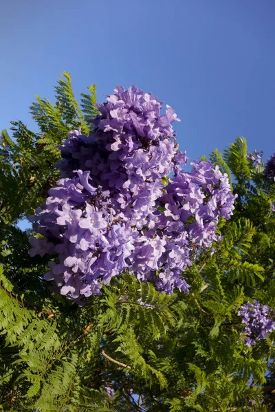 Magnificent Purple Blue Jacaranda Tree Flowers Seed Pods — Stock Photo, Image