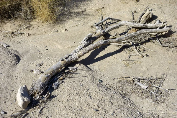 Tronco Árvore Seca Terra Argilosa Areia Deserto Alto Califórnia — Fotografia de Stock