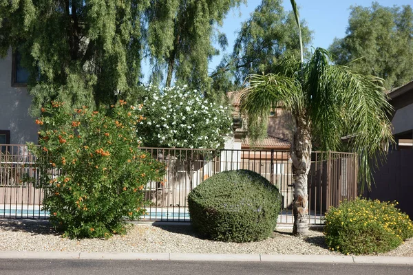 Frente Calle Decorado Con Plantas Árboles Tolerantes Calor Del Desierto —  Fotos de Stock