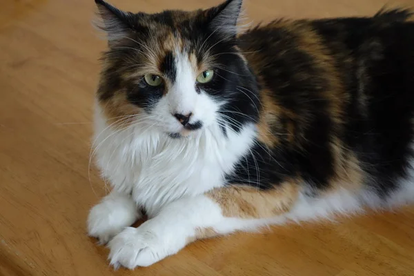 Özenli kedi efendisinin izlerken