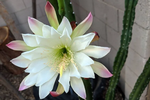 Fiore Fiorito Notturno Del Cactus Del Cereus Sta Chiudersi Giorno — Foto Stock