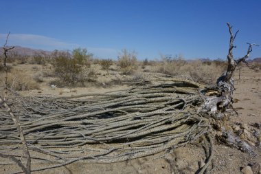 Düşmüş Ocotillo kaktüs büyük dikenli ölü sopa ve kökleri çöl zemin üzerinde