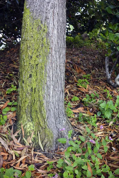 緑の苔が灰色の樹皮を引き継ぐ木の幹 — ストック写真