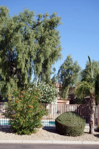 Rua Quintal Decorado Com Plantas Árvores Tolerantes Calor Deserto Phoenix — Fotografia de Stock