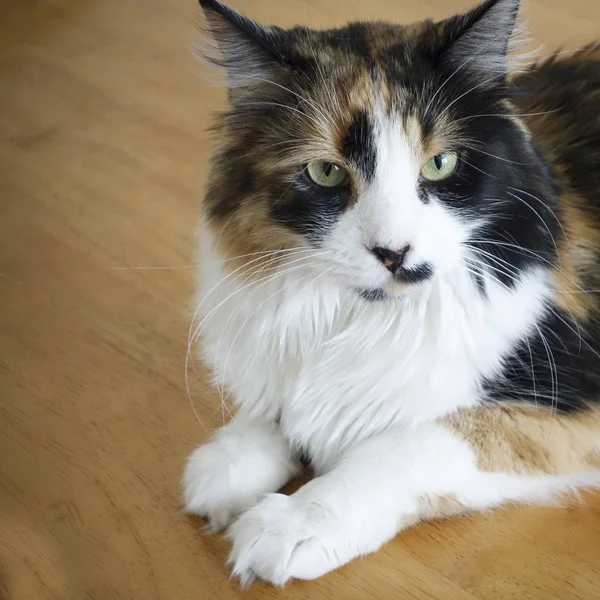 Closeup Αφράτο Maine Coon Και Κούκλα Κόκκινο Σταυρό Φυλής Γατών — Φωτογραφία Αρχείου