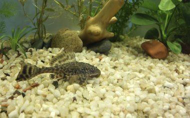 Akvaryum alt sakini kedi balık, Hypostomus Plecostomus ile
