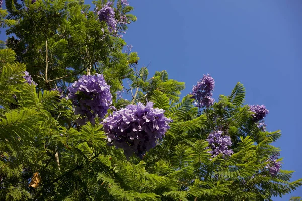 Magnificent Purple Blue Jacaranda Tree Flowers Seed Pods Copyspace — Stock Photo, Image