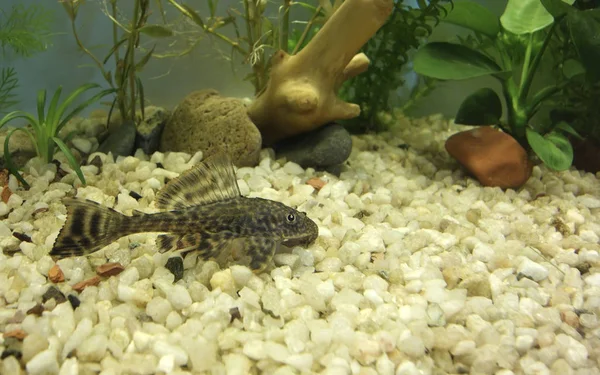 Acuario Con Pez Gato Habitante Fondo Hypostomus Plecostomus — Foto de Stock